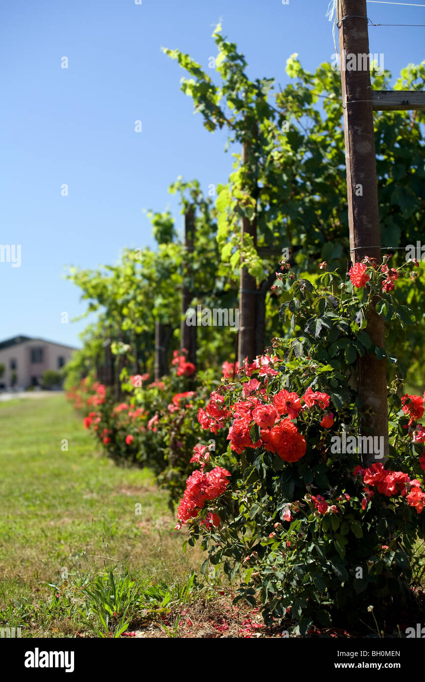 Europe; Italy; Friuli-Venezia Giulia; vineyards; wine; rose Stock Photo