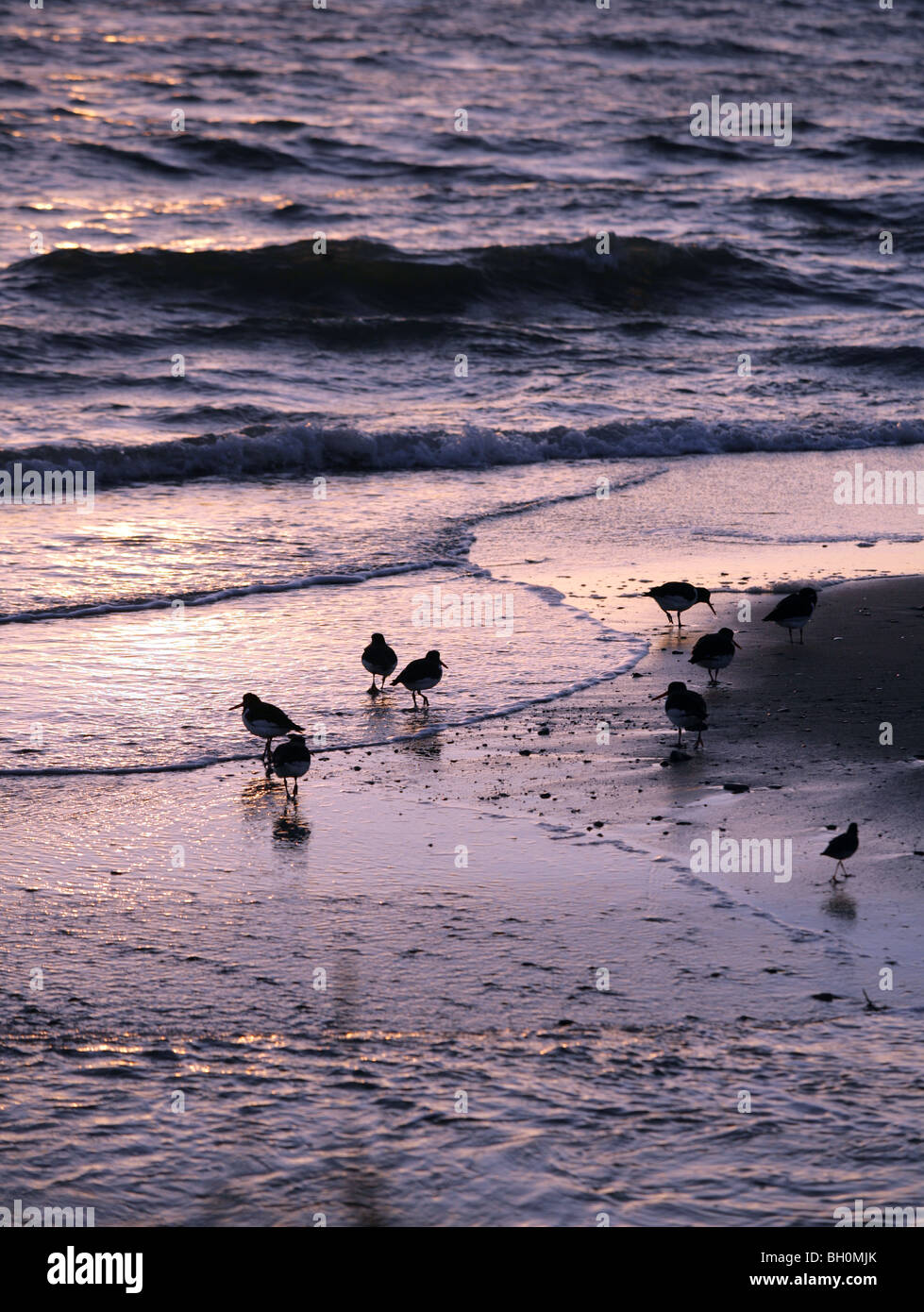 Oyster catchers on a sand bank at sunset in Fife North East Scotland Stock Photo