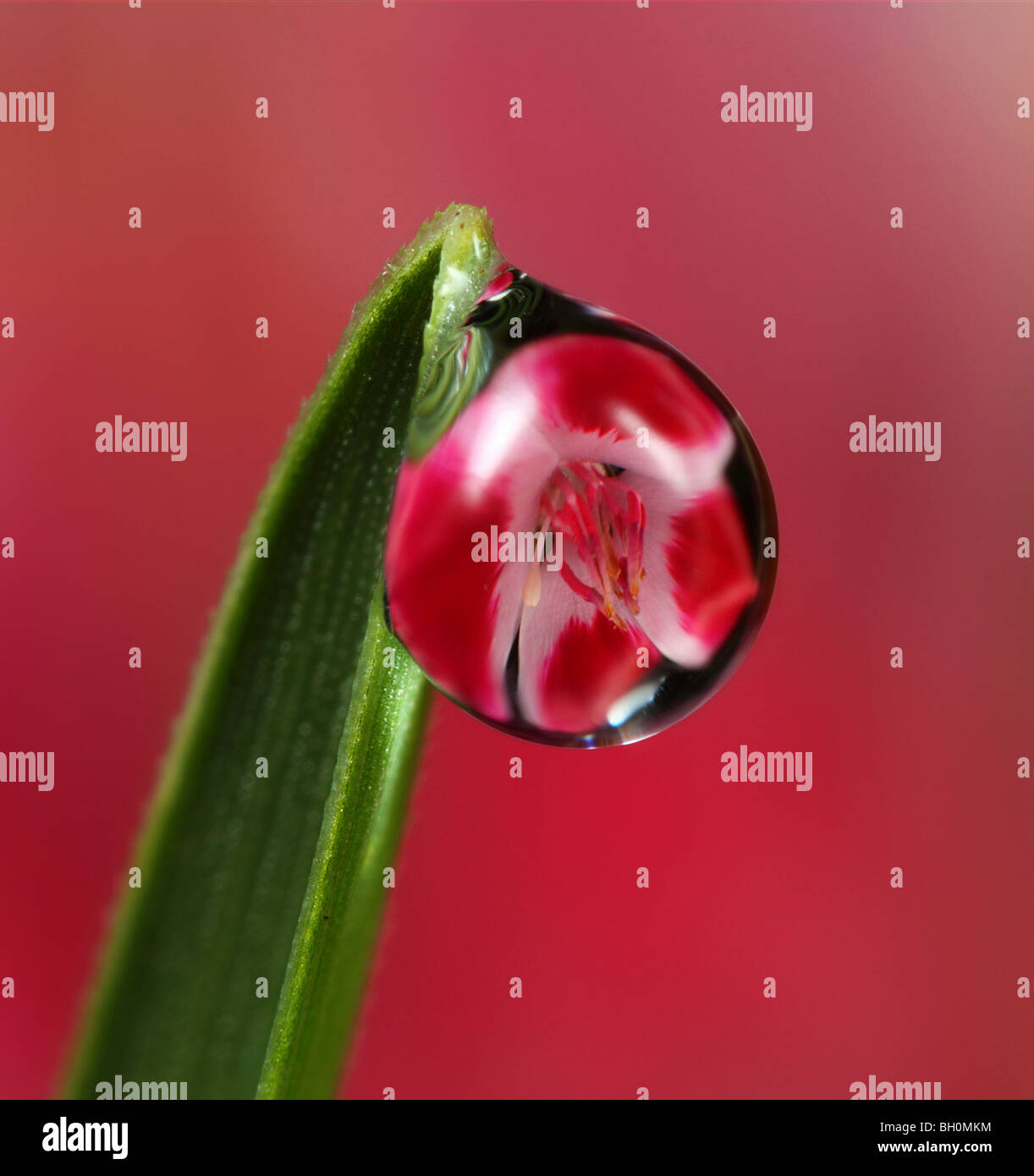 Dew refraction of blade of grass with a flower in the droplet and with
