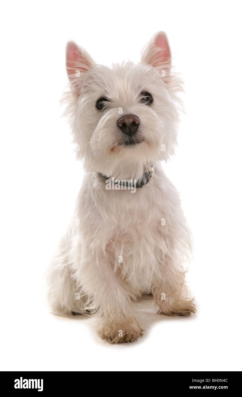 West Highland Terrier Singel young puppy sitting Studio Stock Photo