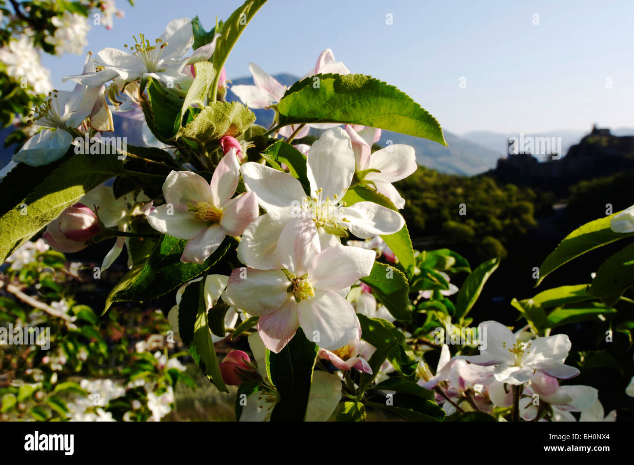 Apple blossom in spring, Sigmundskron Castle, Fruit Farming, South
