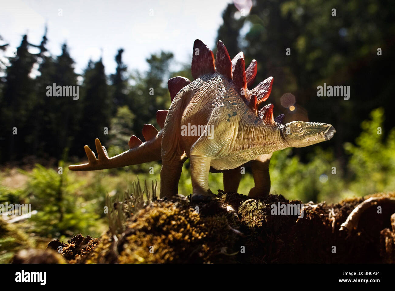 Toy stegosaurus at a clearing in front of conifers Stock Photo