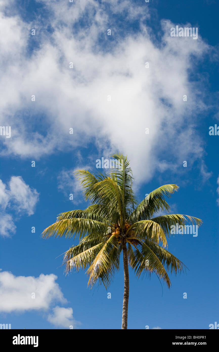 Palm tree under clouded sky, Nuku'alofa, Tongatapu, Tonga, South Pacific, Oceania Stock Photo
