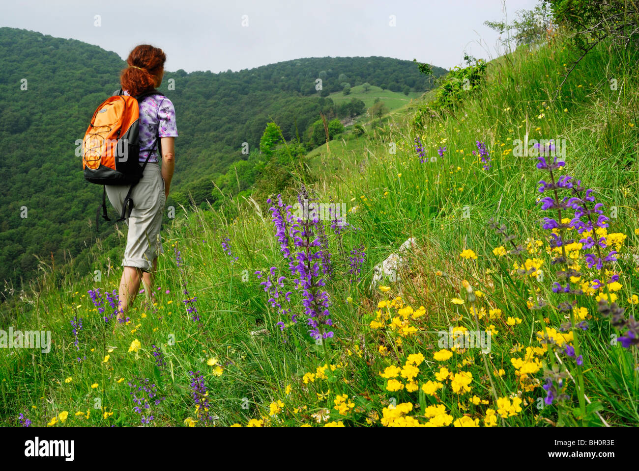 Woman walking through a meadow full of flowers, Monte Generoso, valley of Muggio, Ticino, Switzerland Stock Photo