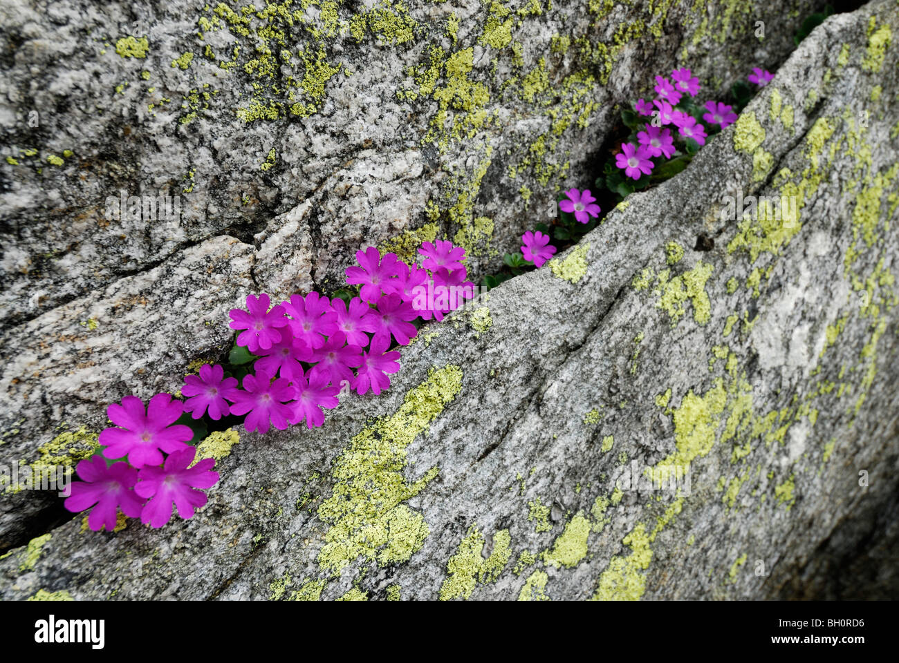 Alpine primrose growing in a fissure of granite block, Cima Trosa, Ticino Mountain Range, Ticino, Switzerland Stock Photo