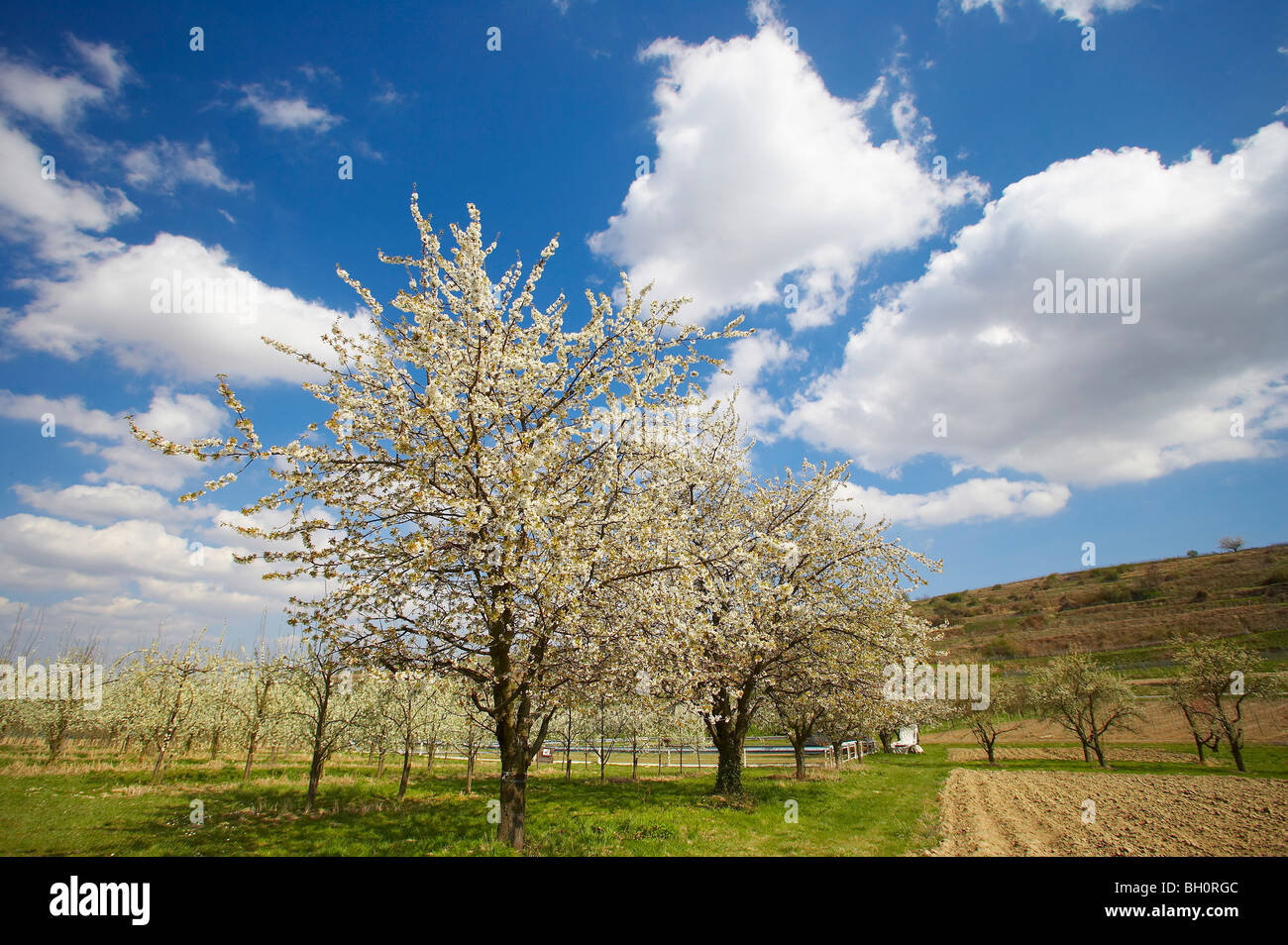 spring, cherry-blossom near Koenigschaffhausen, Kaiserstuhl, Baden-Wuerttemberg, Germany, Europe Stock Photo