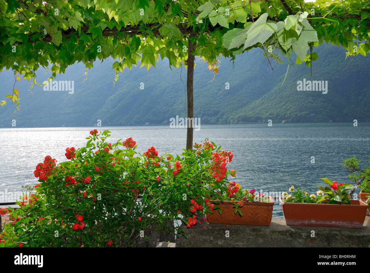 Vine covered arbor with flowers at lake Lugano, Lago di Lugano, Gandria