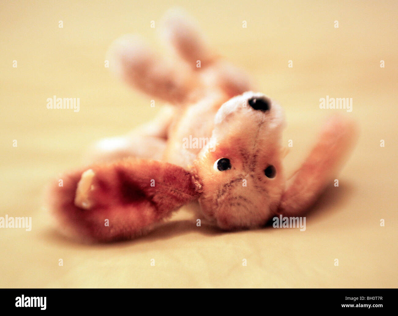 Cuddly toy dog pictured with a lensbaby Stock Photo