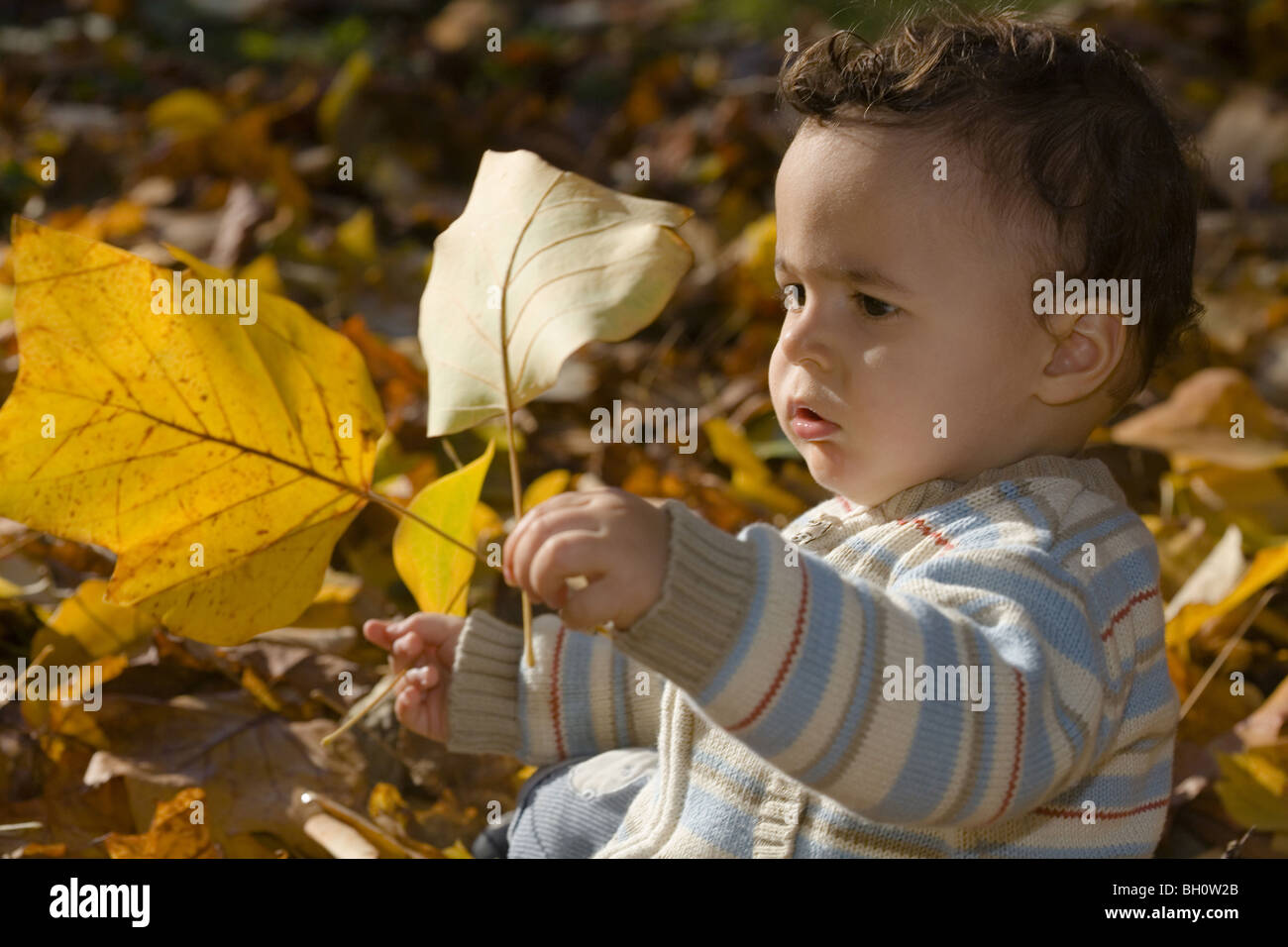 Child playing with autumn foliage, Muenchen, Bavaria, Germany Stock Photo