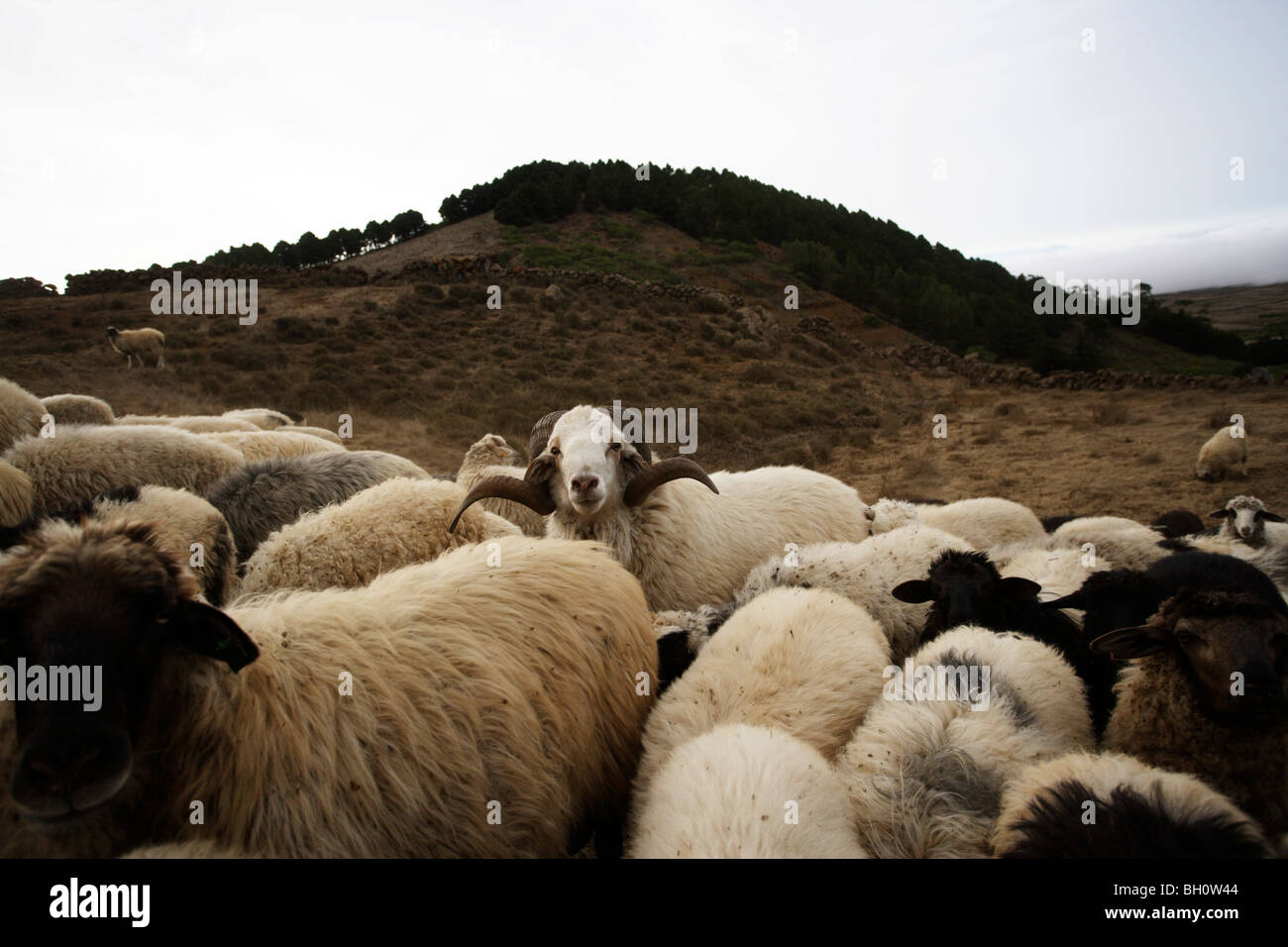 A flock of sheep, Camino de la Virgin, Malpaso, El Hierro, Canary Islands, Spain Stock Photo