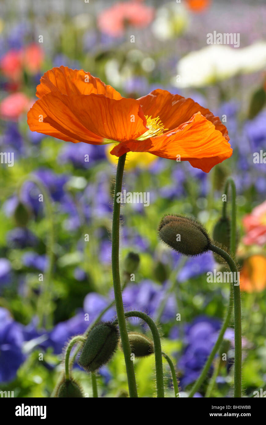 Blooming poppy, Merano, Trentino-Alto Adige, Suedtirol, Italy Stock Photo