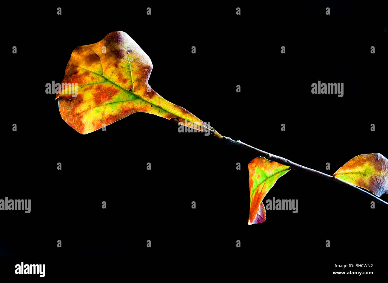 Blackjack oak tree hires stock photography and images Alamy