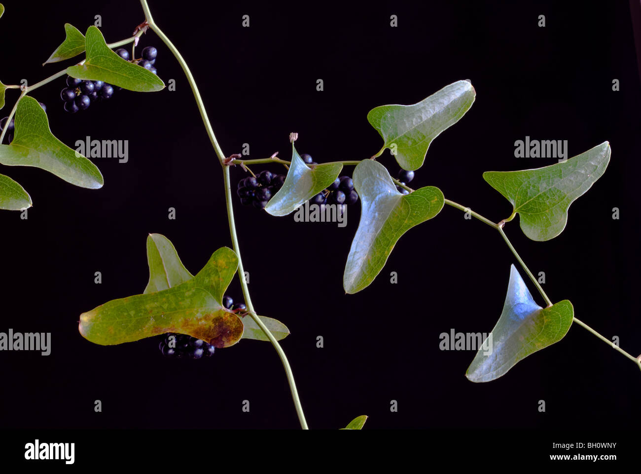 Dune Greenbrier, Earleaf Greenbrier (Smilax auriculata) Vine, James E