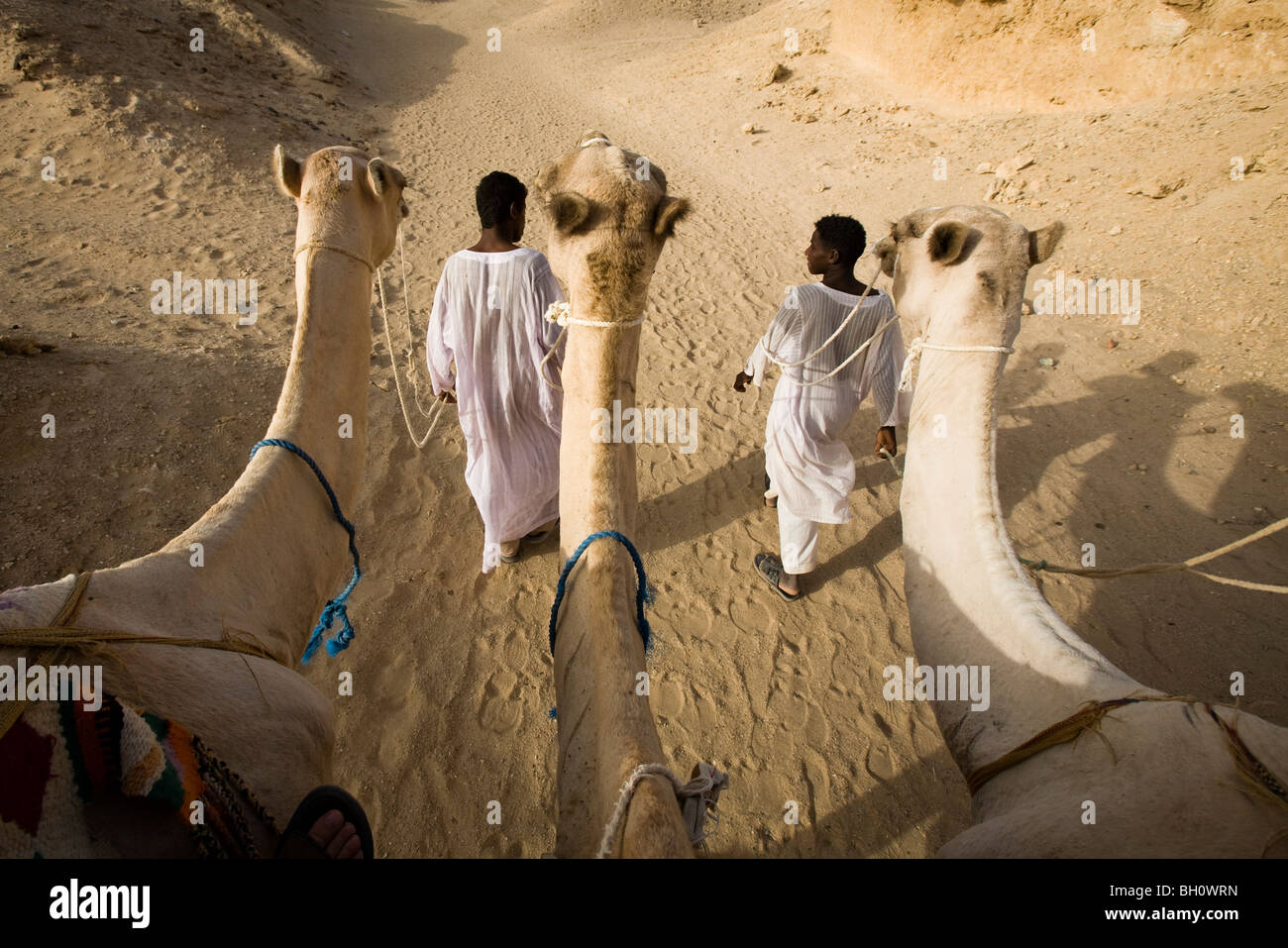 Camels and young Bedouins in the desert, Red Sea, Marsa Alam, Egypt Stock Photo