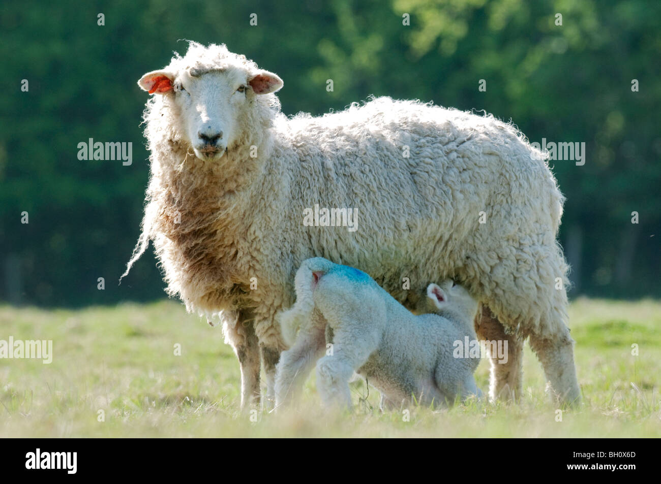 Romney sheep lamb suckling, Kent, England Stock Photo Alamy