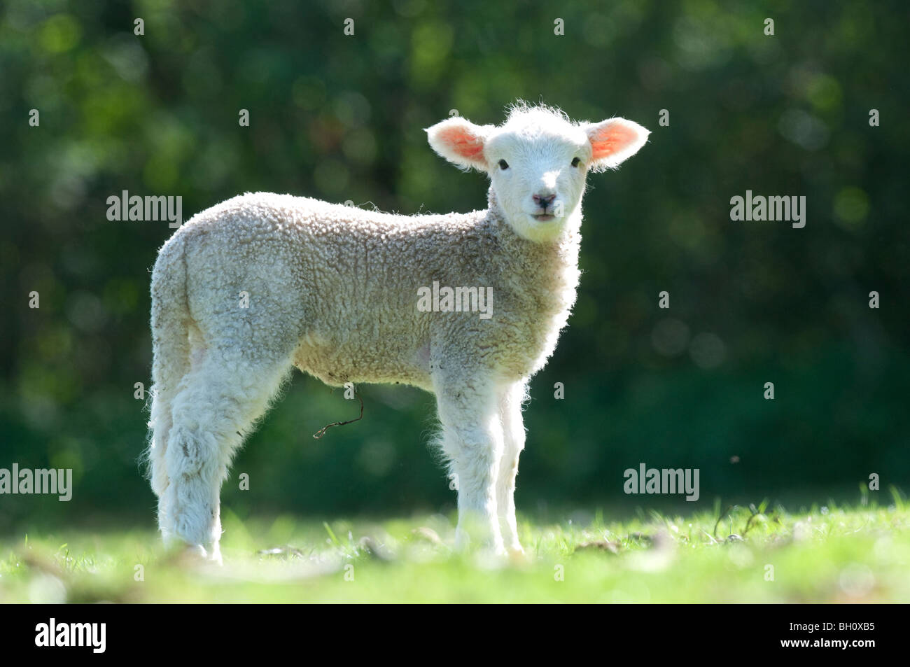 Romney sheep lamb, Kent, England Stock Photo Alamy