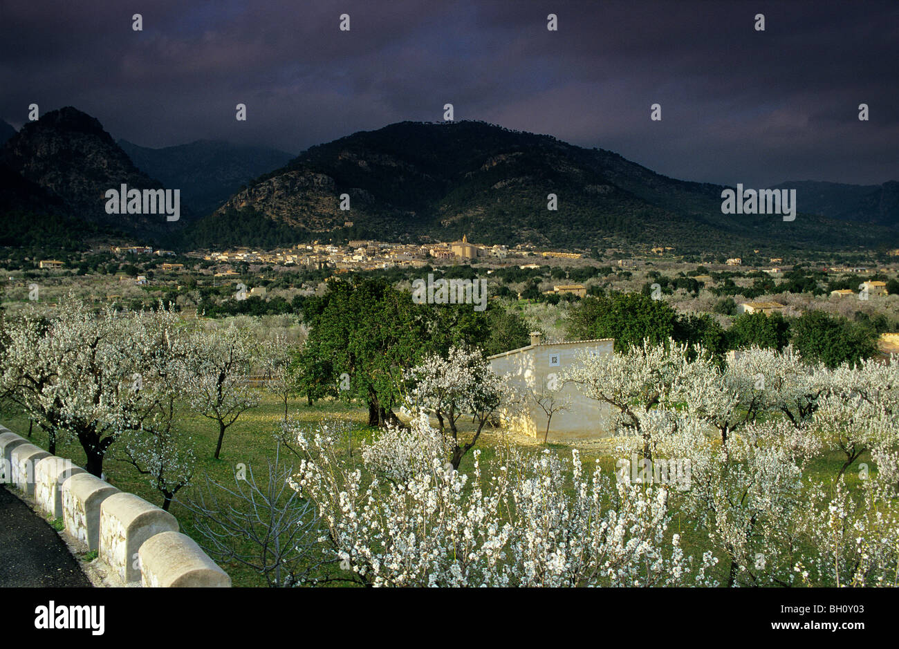 Europe, Spain, Majorca, near Selva, blooming almond trees Stock Photo