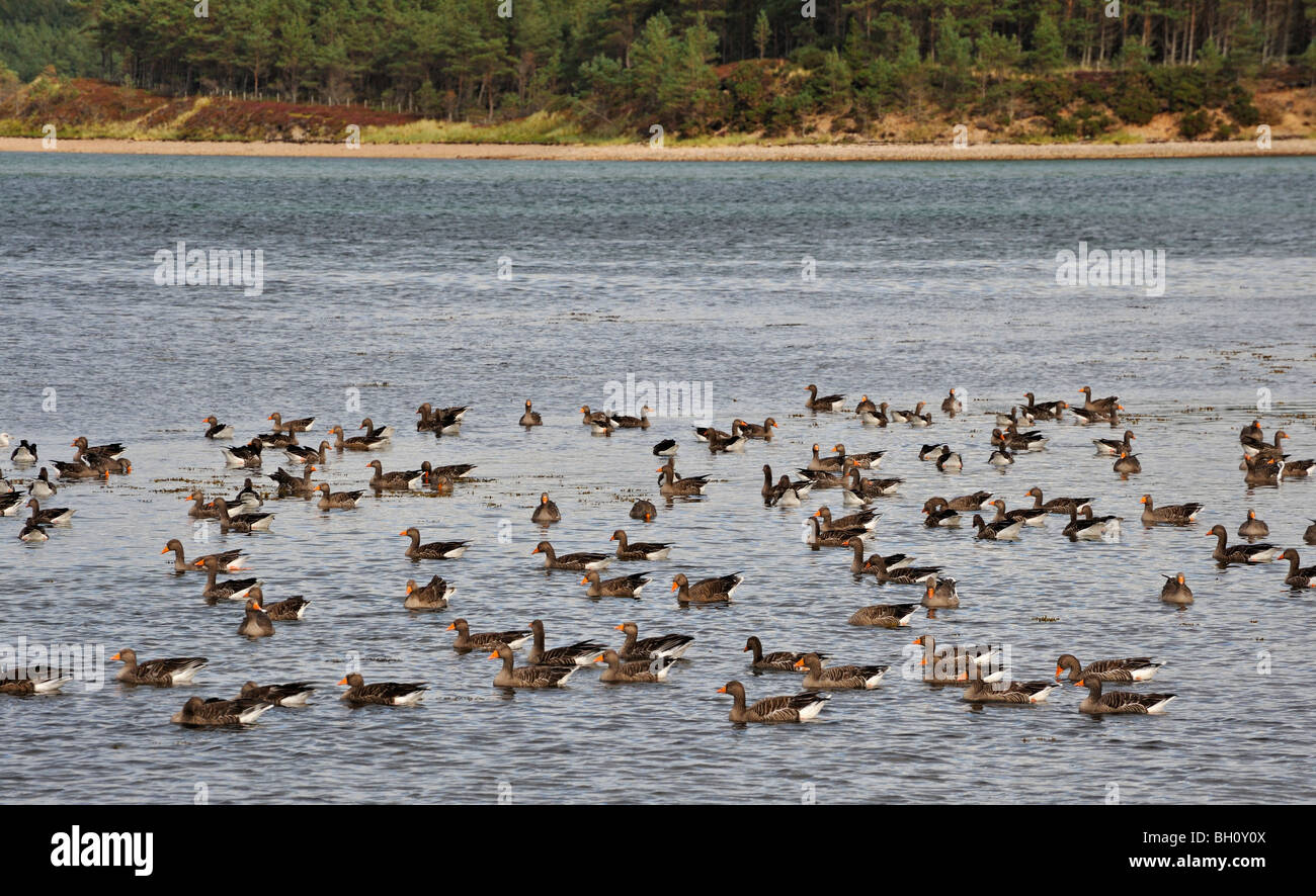 A flock of Canada geese on the water at Loch Fleet in east Sutherland, Scotland UK Stock Photo