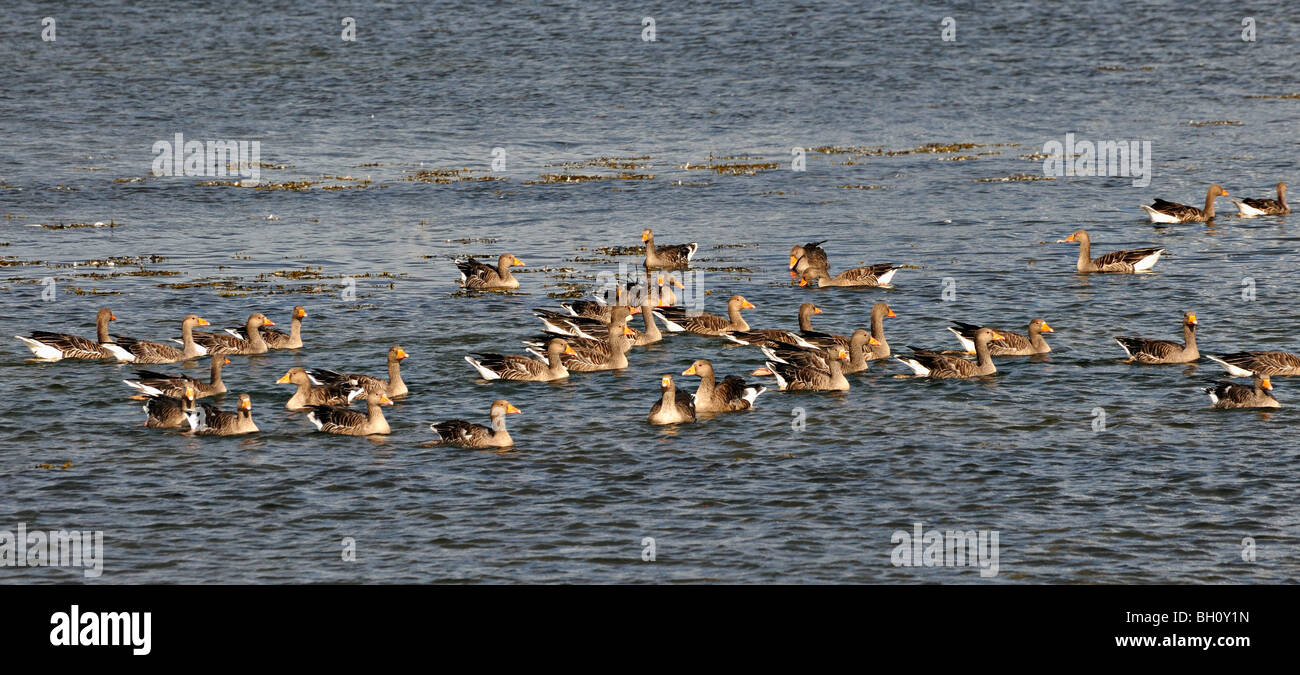 Canada geese scotland hi res stock photography and images Alamy
