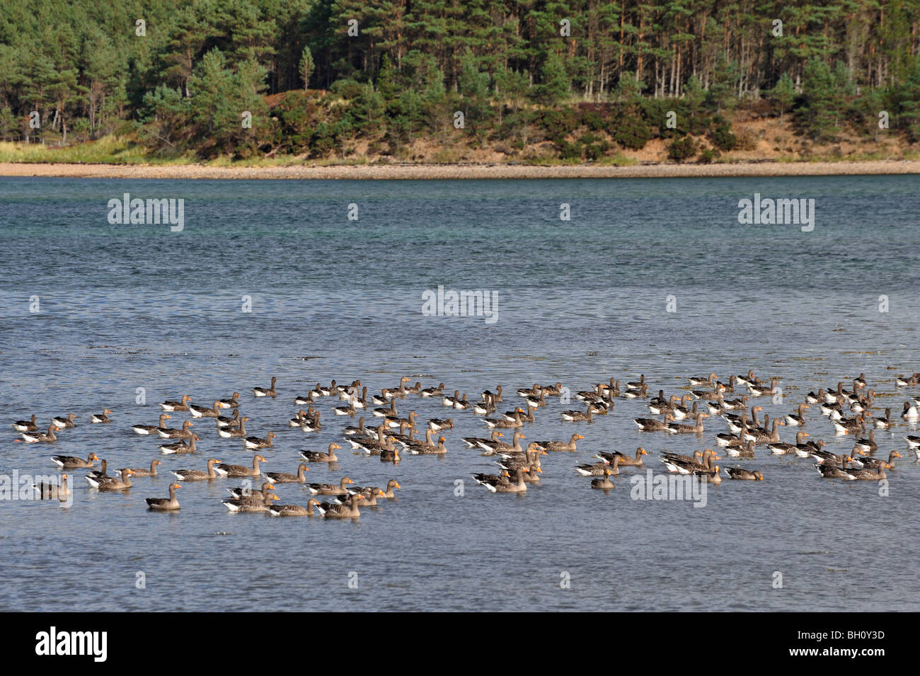 A flock of Canada geese on the water at Loch Fleet in east Sutherland, Scotland UK Stock Photo