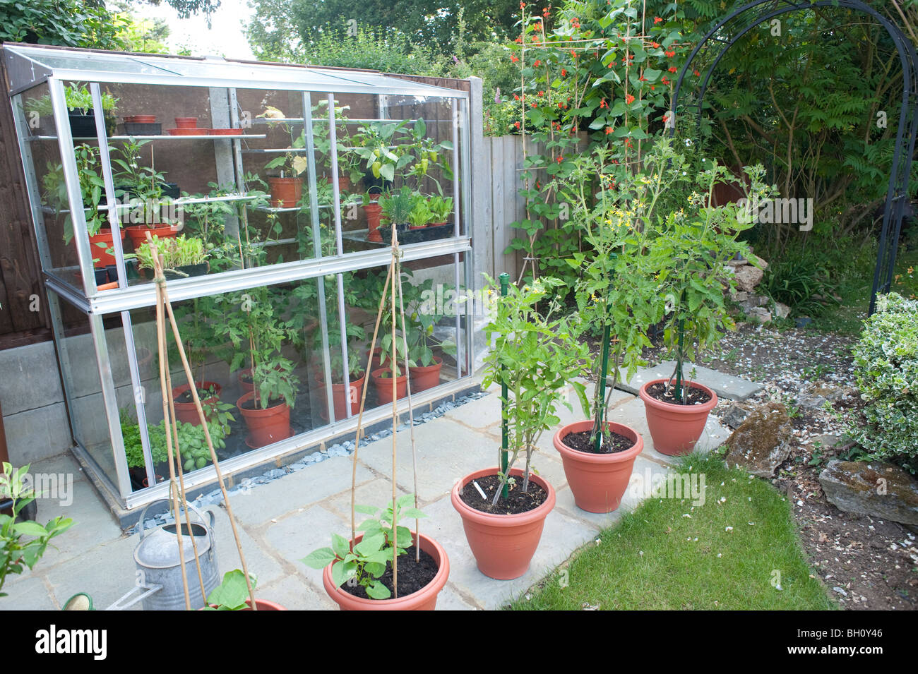 A small 6ft high mini lean to greenhouse built up against a fence used to grow tomatos sweet peppers and cucumbers Stock Photo
