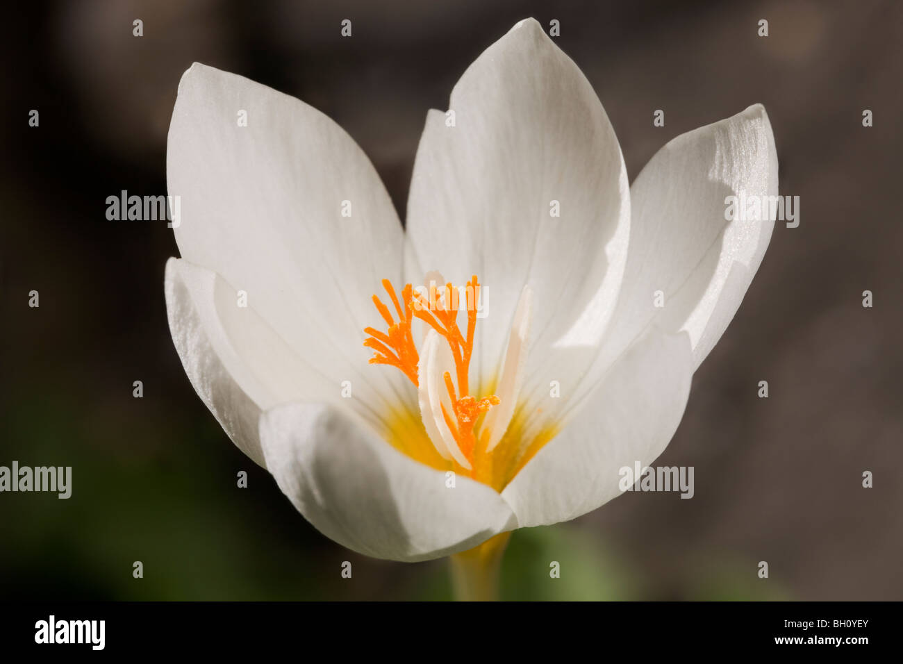 Wild flowers and greece white hi-res stock photography and images - Alamy