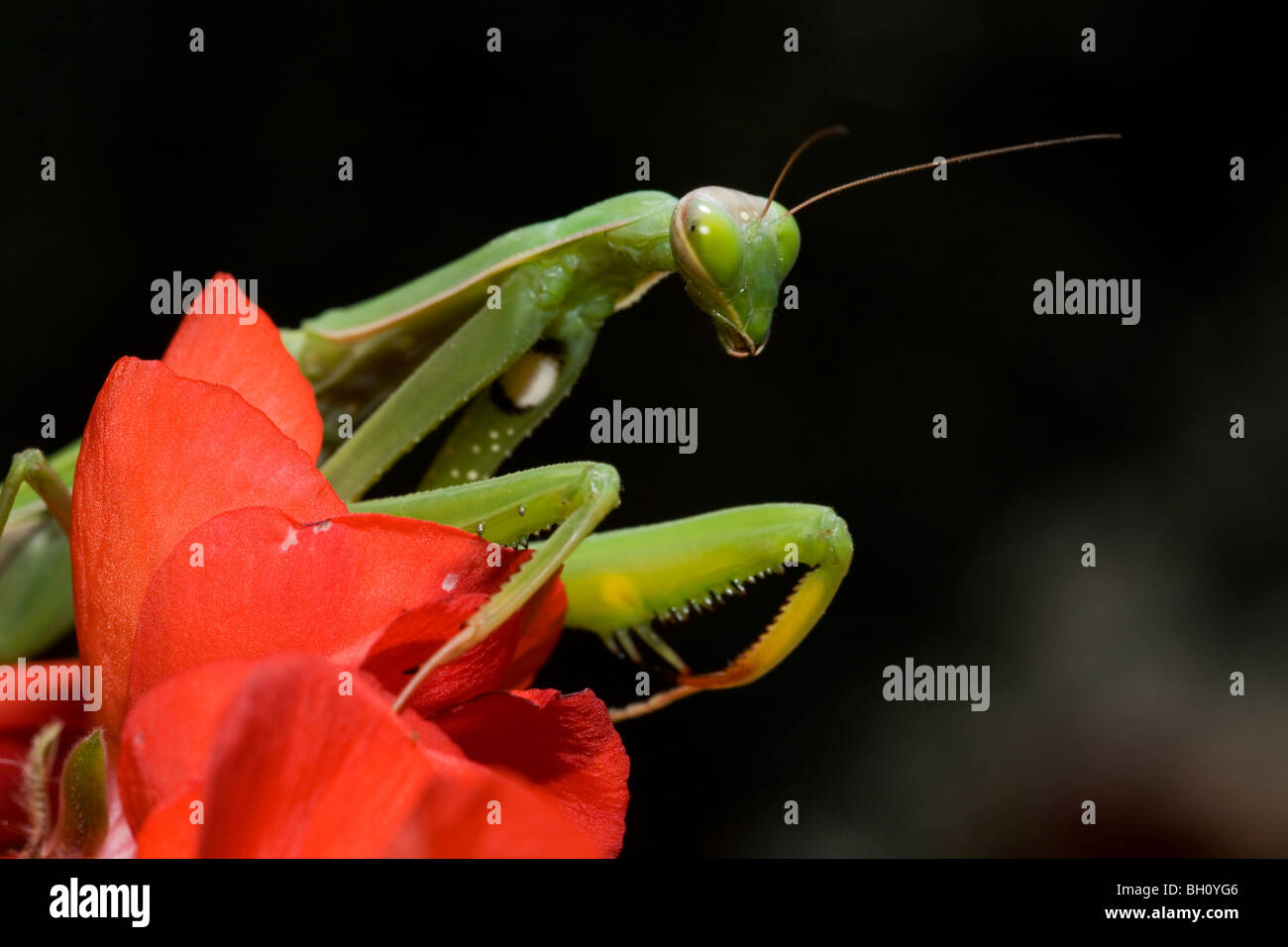 Portrait of a praying mantis Stock Photo