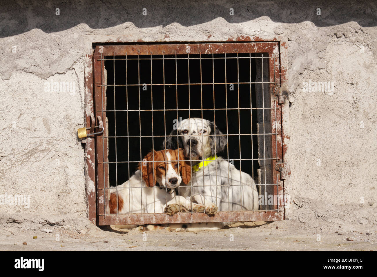 Hunting dogs being kept caged in Greece Stock Photo