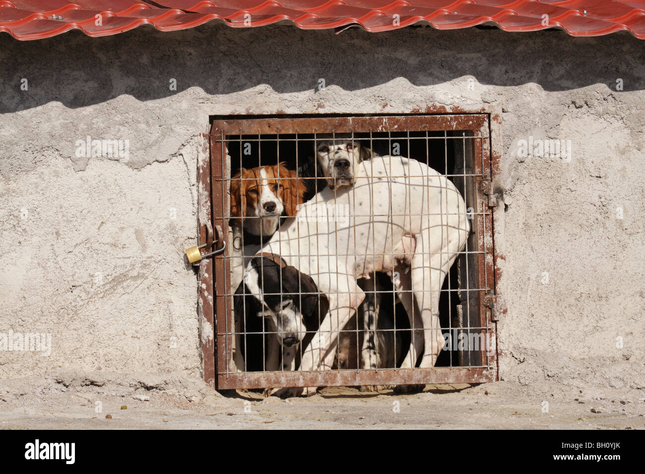 Hunting dogs being kept in cage in Greece Stock Photo Alamy
