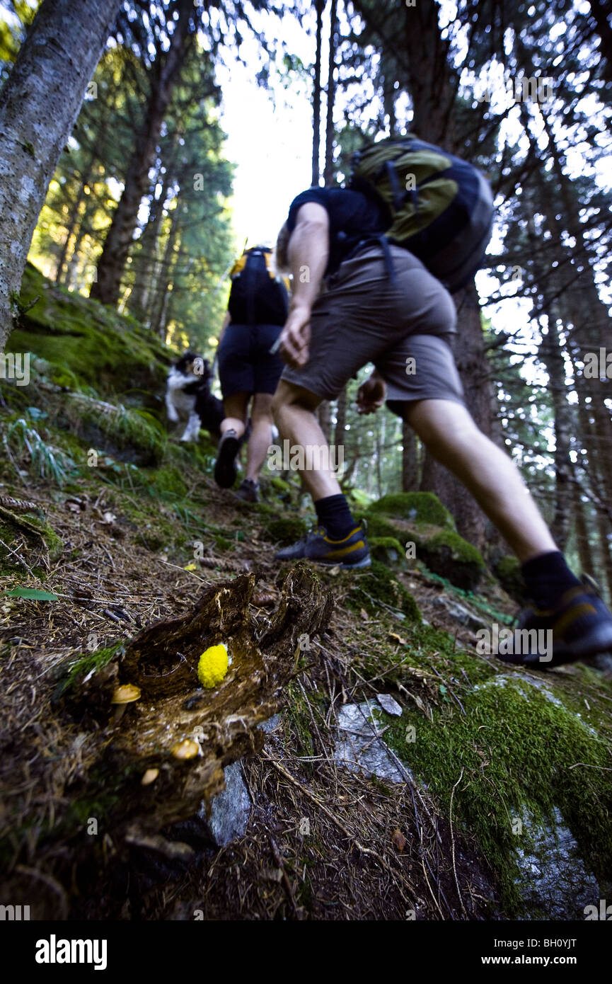 Two people and a dog hiking through the forest, Oetztal, Tyrol, Austria Stock Photo
