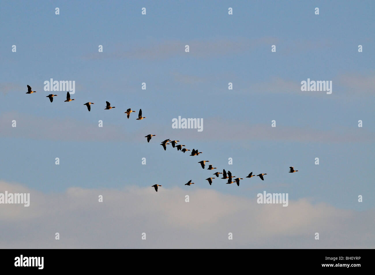 Flock of Canada geese flying in to Loch Fleet near Golspie in Sutherland, Scotland UK Stock Photo