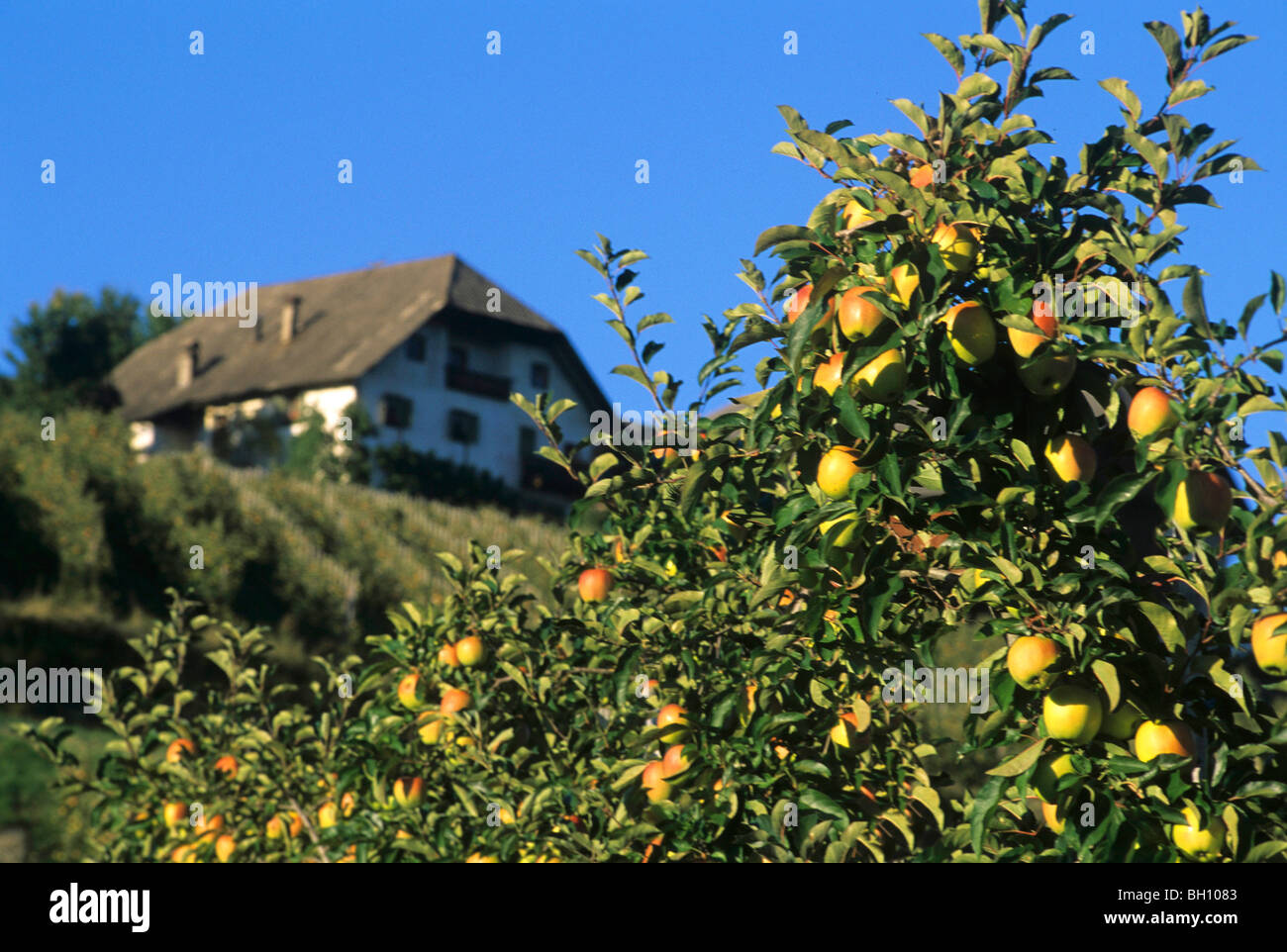 Apples on an apple tree, Golden Delicious, Fruit Farming, Agriculture, Unterinn, Bolzano, South Tyrol, Italy Stock Photo