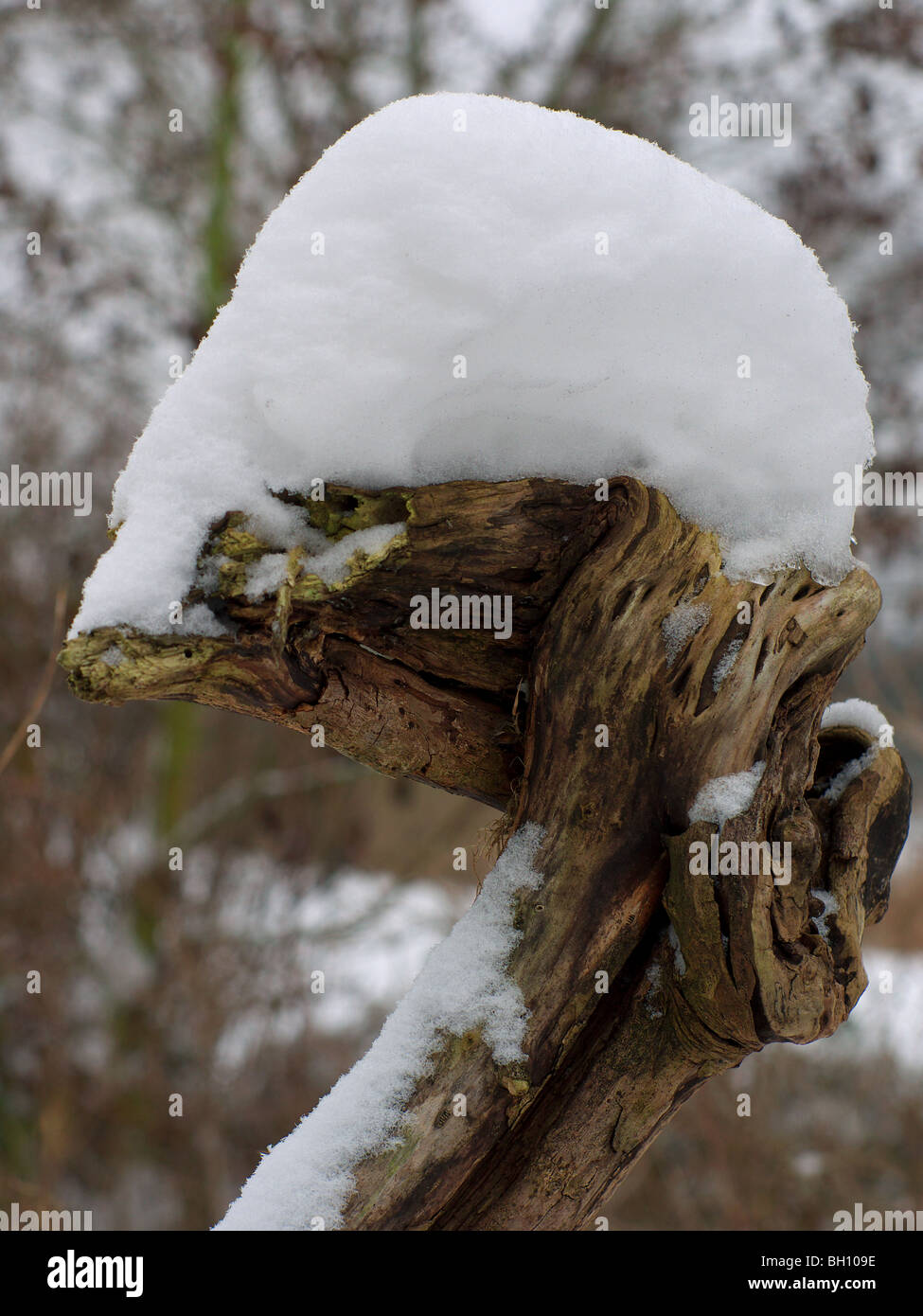 Dead branch with snow cap in a a winterly garden in North Germany near Barum, Elbmarsch. Stock Photo