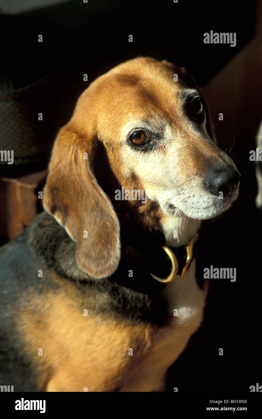 Beagle Stock Photo