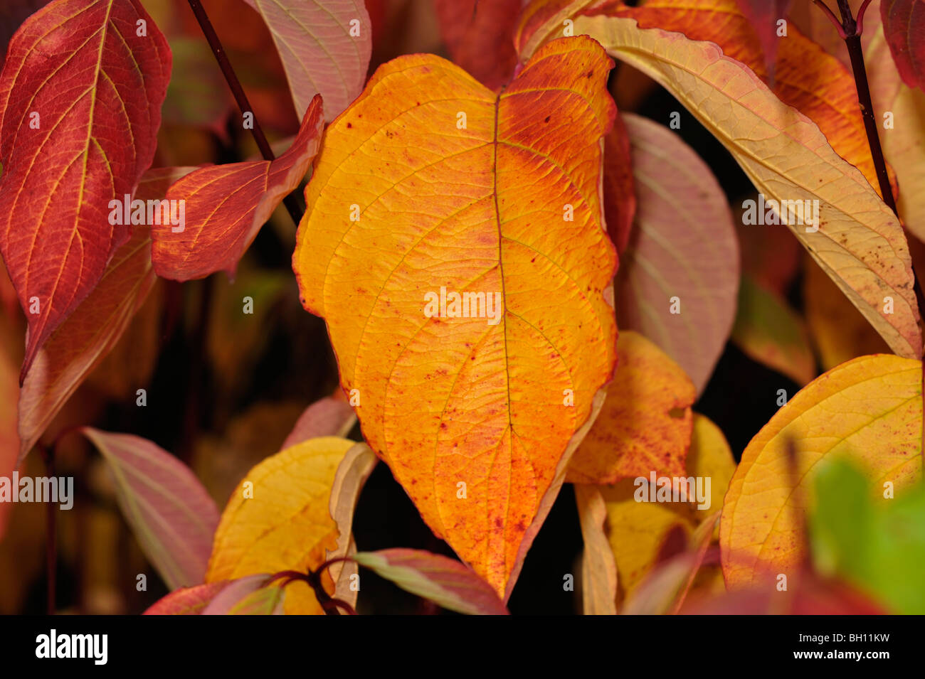Close-up of dogwood leaves in vivid autumn colours Stock Photo