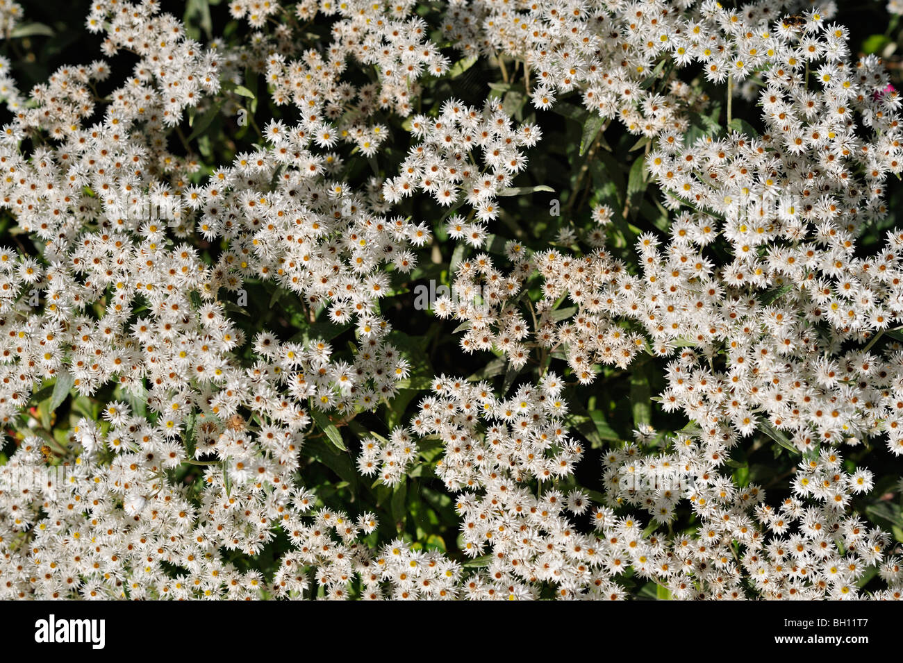 Clusters of white daisytype garden flowers Stock Photo Alamy