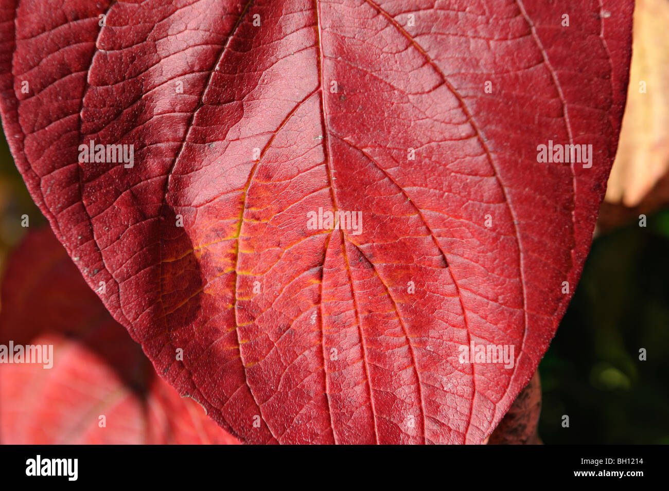 Close-up of dogwood leaf in autumn colours in a garden at Killin in Perthshire, Scotland, UK. Stock Photo
