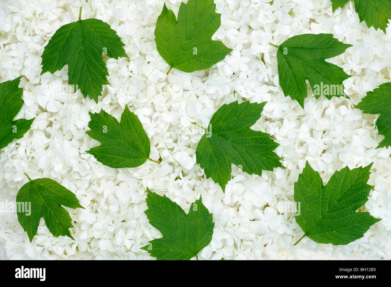 Guelder rose blossoms and leaves - background Stock Photo
