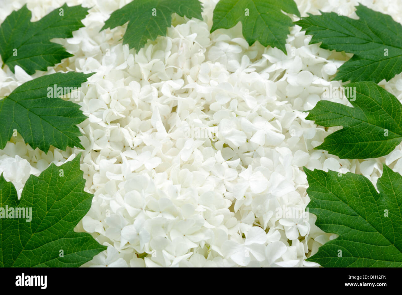 Guelder rose blossoms and leaves - frame Stock Photo