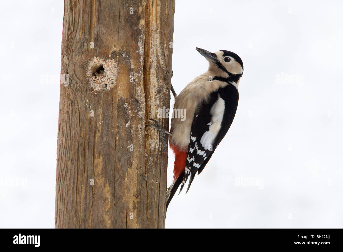 Great Spotted Woodpecker Dendrocopus major adult feeding on fat in holes on dead tree trunk Stock Photo