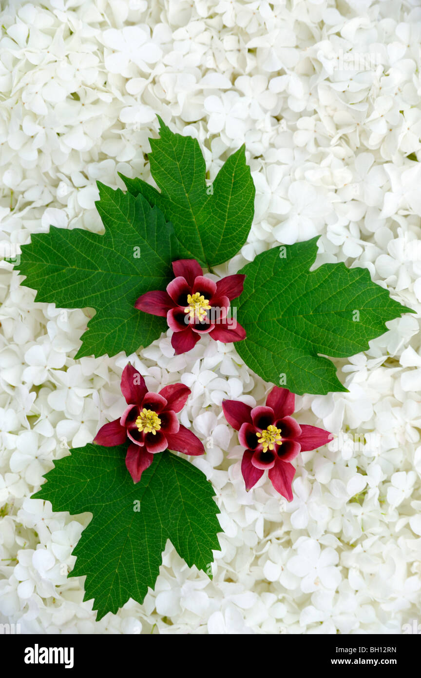 Guelder rose and columbine  blossoms Stock Photo