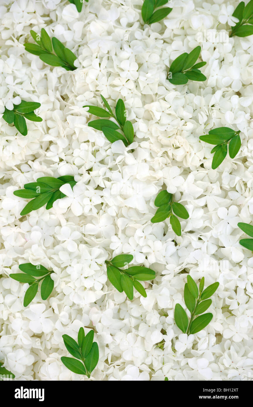 Guelder rose blossoms and myrtle leaves - background Stock Photo
