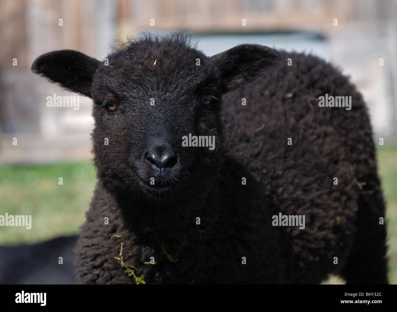 Little black lamb, the black sheep Stock Photo