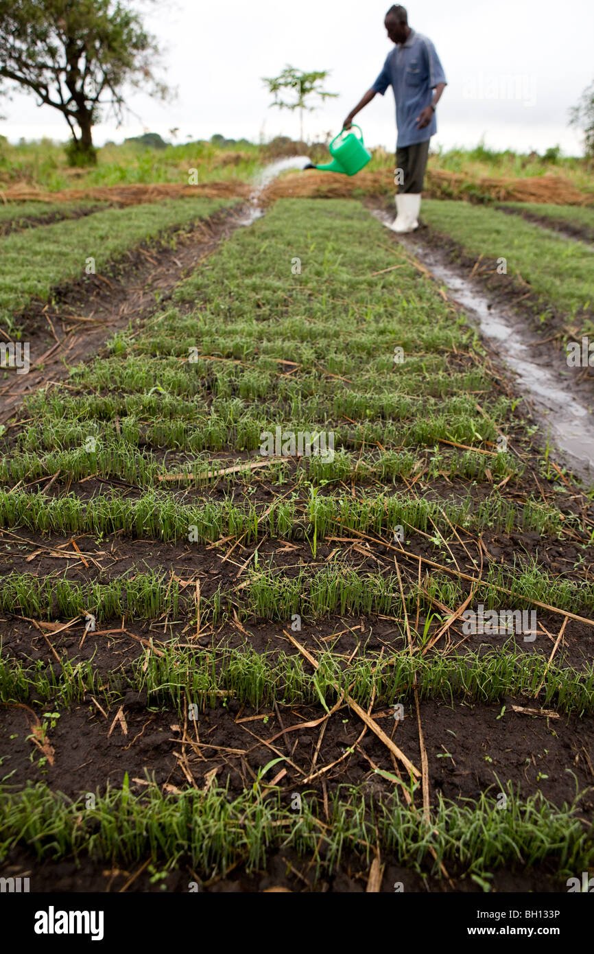 Farmer in Africa on his onion farm Stock Photo Alamy