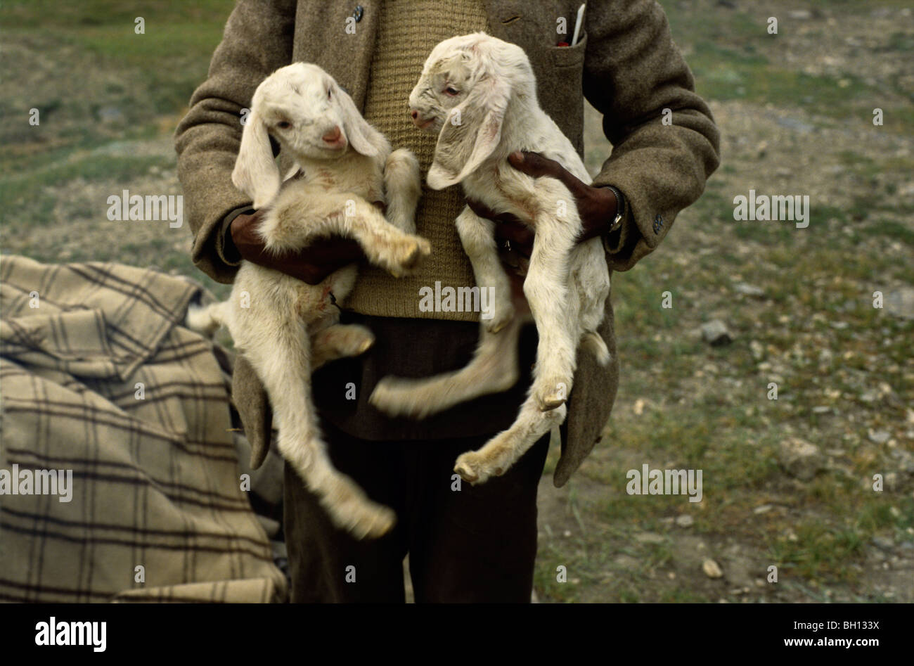 Two new born lambs held by their Sheherd in Northern India Stock Photo