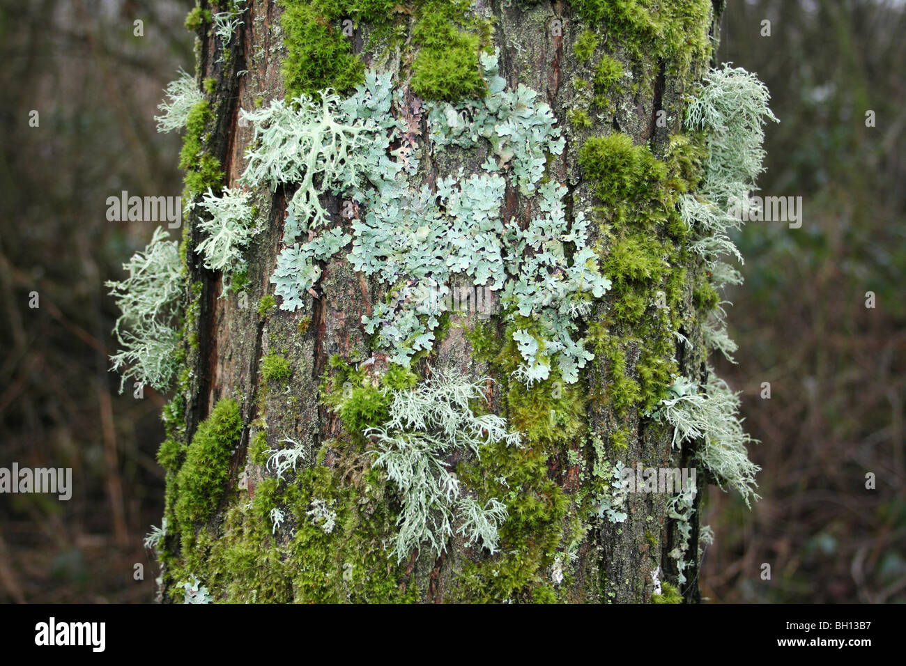 Strap Lichen Evernia prunastri and Mosses Covering Tree Trunks At Pennington Flash CP, Gtr Manchester, UK Stock Photo