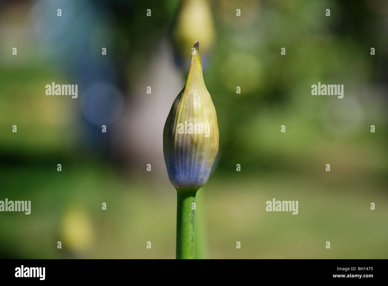 African lily bud Stock Photo Alamy