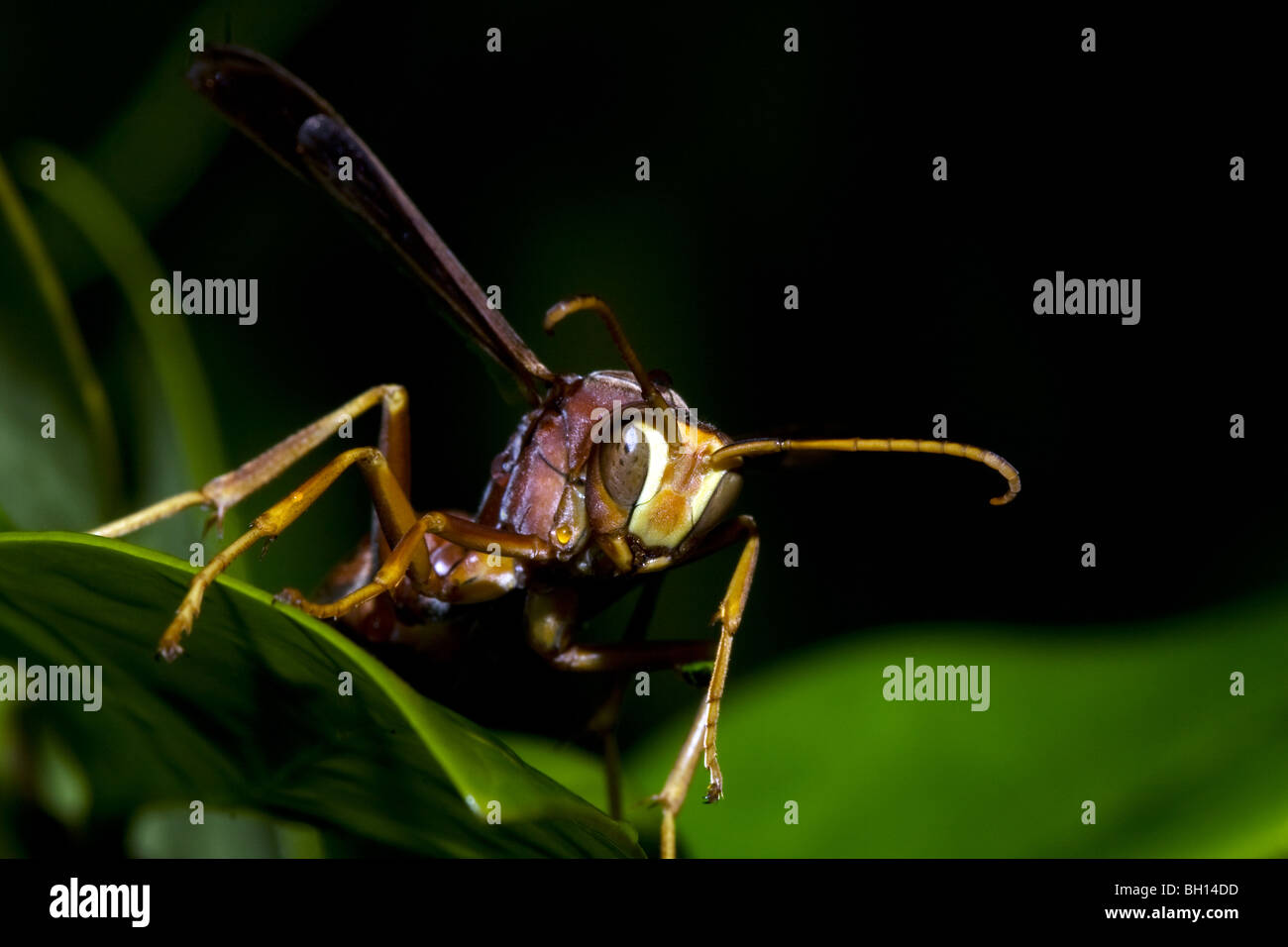 Paper wasp resting from the cold. Stock Photo