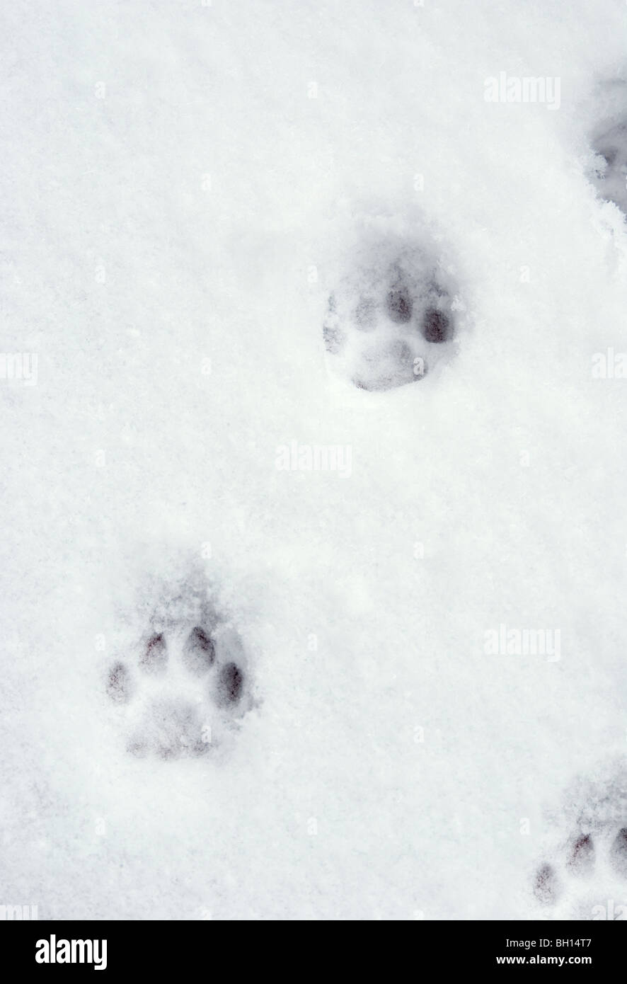 wild cat tracks on the snow Stock Photo