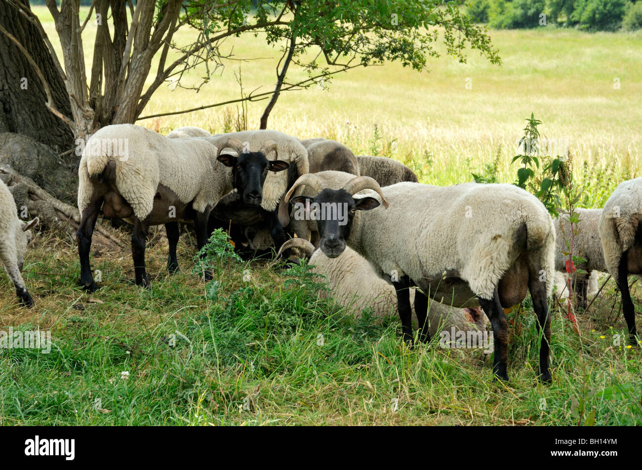 Norfolk horn sheep in spring, Hertfordshire, England, UK. Stock Photo